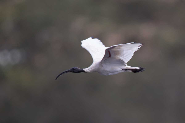 Molukkenibis (Threskiornis molucca) - Australian white ibis - 3