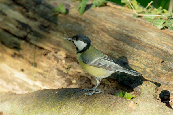 Kohlmeise (Parus major) - 5