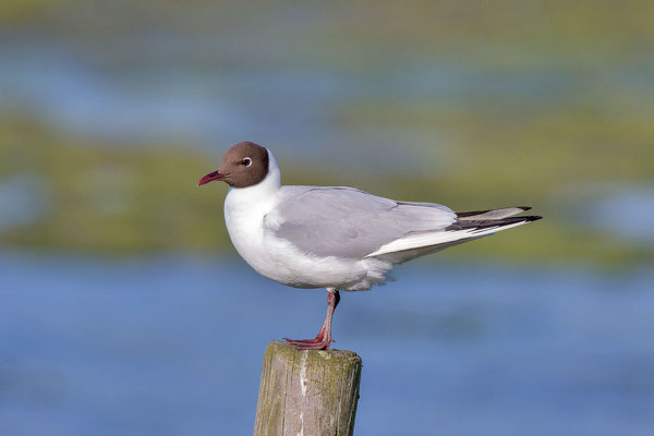 Lachmöwe (Chroicocephalus ridibundus) - 9