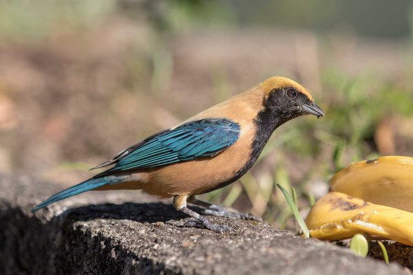 Isabelltangare (Tangara cayana) - Burnished-buff tanager - 6