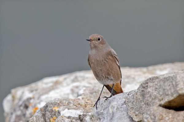 Hausrotschwanz (Phoenicurus ochruros) - Black Redstart - 5