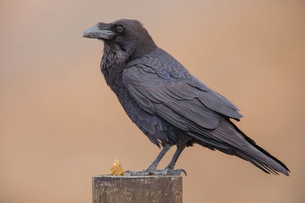 Ostkanaren-Kolkrabe (Corvus corax jordansi) im Parque Rural de Betancuria.