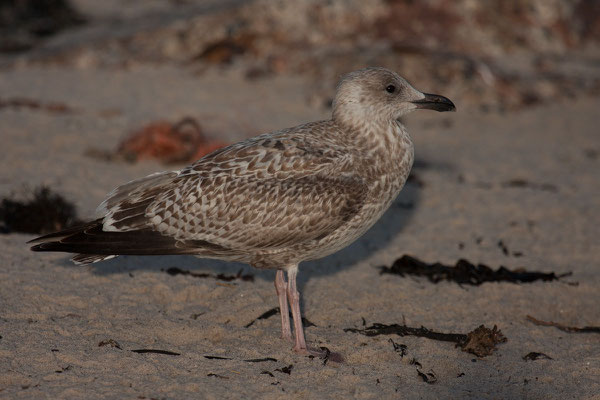 Mantelmöwe (Larus marinus) - 8