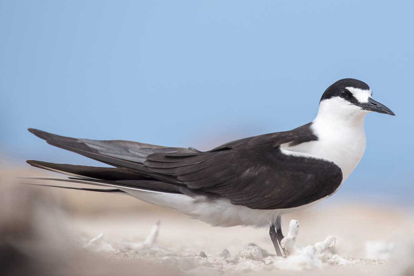 Rußseeschwalbe (Onychoprion fuscatus) - Sooty tern - 7