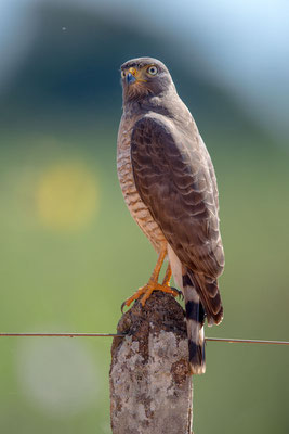 Wegebussard (Buteo magnirostris) - 2