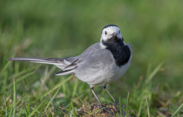 Bachstelze (Motacilla alba) - White wagtail - 4