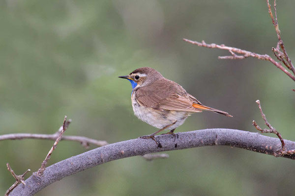 Rotsterniges Blaukehlchen (Luscinia svecica svecica) - 3