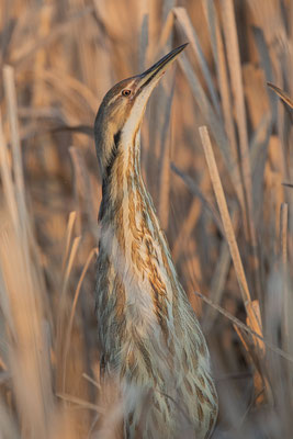 Nordamerikanische Rohrdommel (Botaurus lentiginosus)