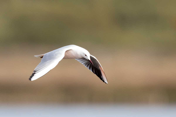 Dünnschnabelmöwe, Slender-billed gull, Chroicocephalus genei - 3