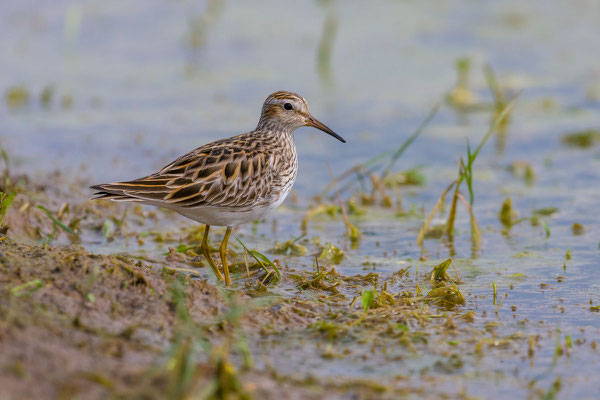 Graubruststrandläufer (Calidris melanotos) - 4