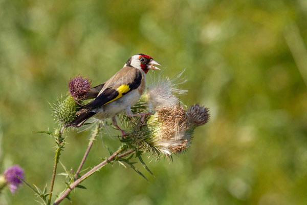 Stieglitz (Carduelis carduelis) - Goldfinch - 1