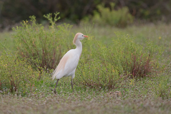 Kuhreiher (Bubulcus ibis) - 1