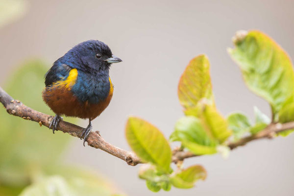 Braunbauchorganist (Euphonia pectoralis) - 7