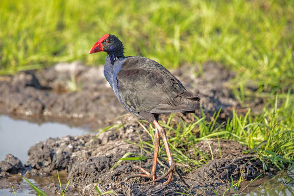 Pukeko, Australasian swamphen, Porphyrio melanotu - 2