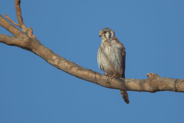 Buntfalke (Falco sparverius) - 2