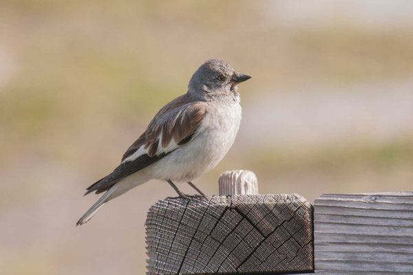 Schneefink (Montifringilla nivalis) - White-winged Snowfinch - 1