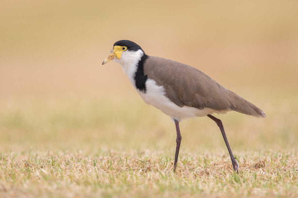 Schwarznackenkiebitz (Vanellus novaehollandiae) - Black-shouldered Lapwing - 2