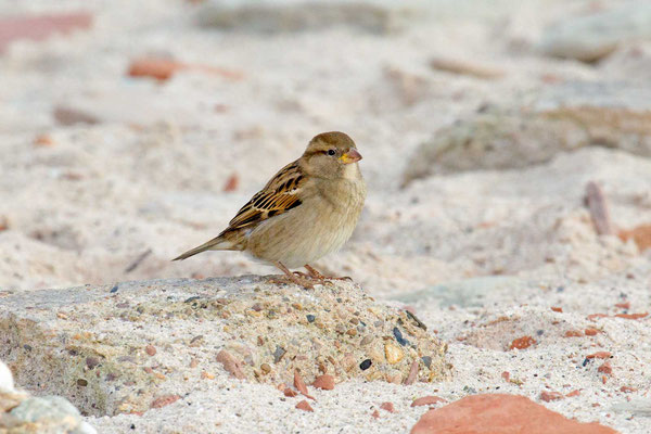 Haussperling (Passer domesticus) – House sparrow - 1