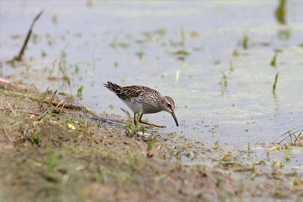 Graubruststrandläufer  Calidris melanotos-cc-11