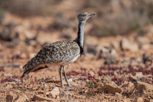 Männliche Kragentrappe (Chlamydotis undulata) auf der Insel Fuerteventura