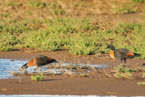 Halsbandkasarka (Tadorna tadornoides) - Australian shelduck - 4