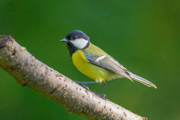 Kohlmeise (Parus major) - 3