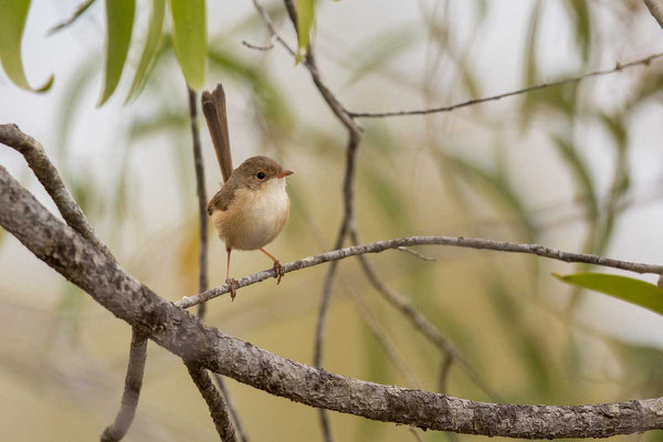 Rotrücken-Staffelschwanz, Red-backed fairywren, Malurus melanocephalus - 1