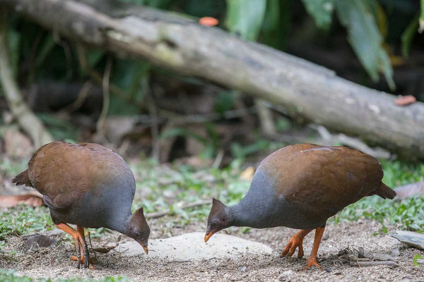 Reinwardthuhn (Megapodius reinwardt castanonotus ) - Orange-footed scrubfowl - 2