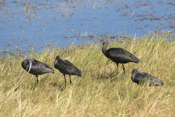 Brauner Sichler (Plegadis falcinellus) - Glossy ibis - 1