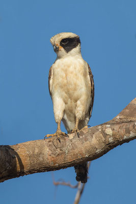 Lachfalke (Herpetotheres cachinnans) - 3