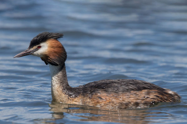 Haubentaucher (Podiceps cristatus) - 2