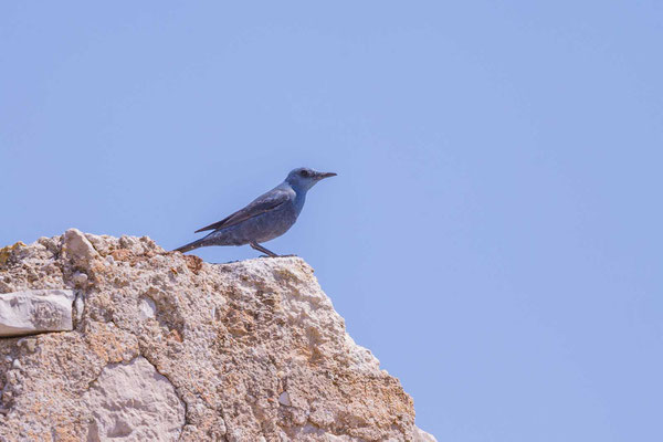 Blaumerle (Monticola solitarius) - 2