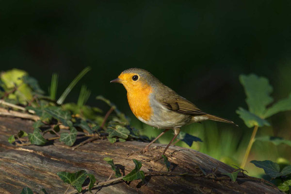 Rotkehlchen (Erithacus rubecula) - 5