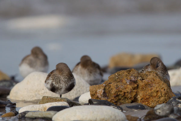 Alpenstrandläufer (Calidris alpina) - 1