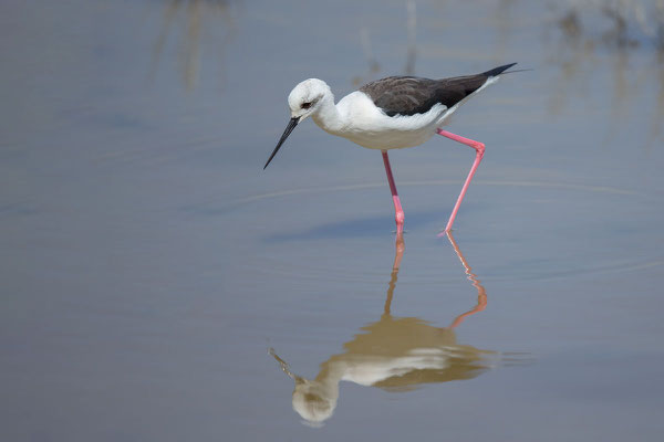 Stelzenläufer (Himantopus himantopus) - 15