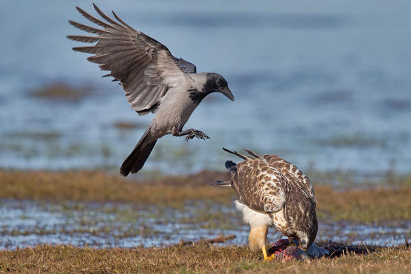 Nebelkrähe (Corvus corone) - 13