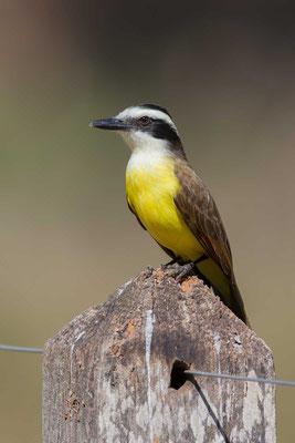 Schwefelmaskentyrann (Pitangus sulphuratus); Great Kiskadee - 5