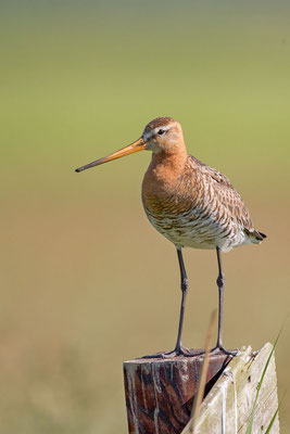 Uferschnepfe (Limosa limosa) - 1