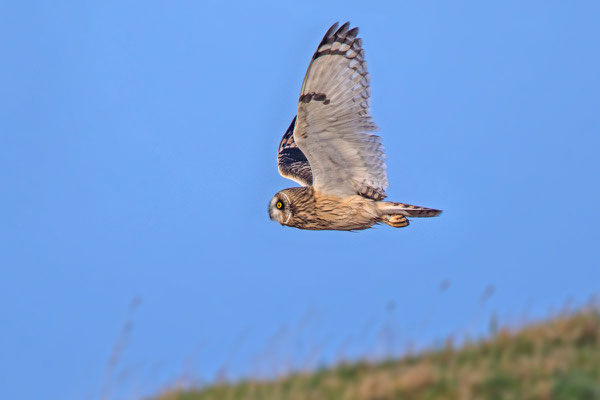 Sumpfohreule (Asio flammeus) - 3