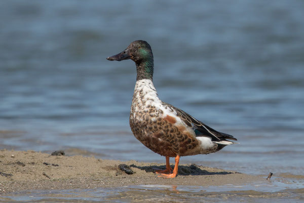 In Schlichkleid mauserndes Männchen mitte Juni im Beltringharder Koog.