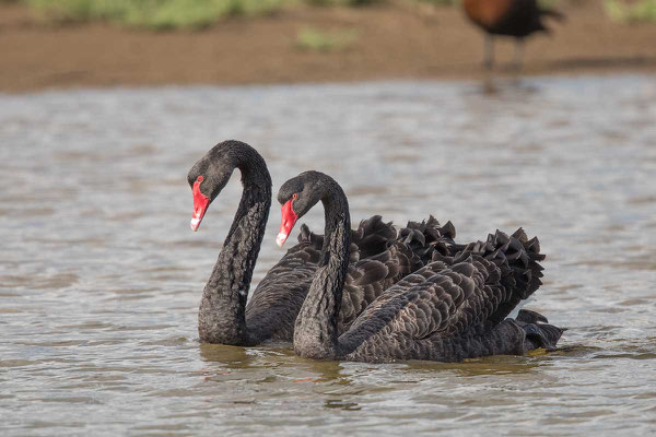 Trauerschwan (Cygnus atratus) - Black swan - 18