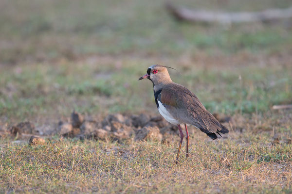 Bronzekiebitz (Vanellus chilensis) - 2