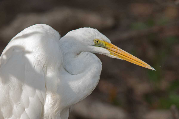 östlicher Silberreiher (Ardea modesta) - Eastern great egret - 4