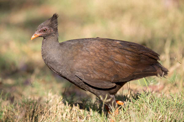 Reinwardthuhn (Megapodius reinwardt tumulus) - Orange-footed scrubfowl - 1