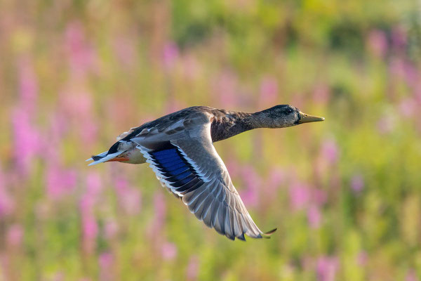 Mauserndes Männchen einer Stockente im Flug.