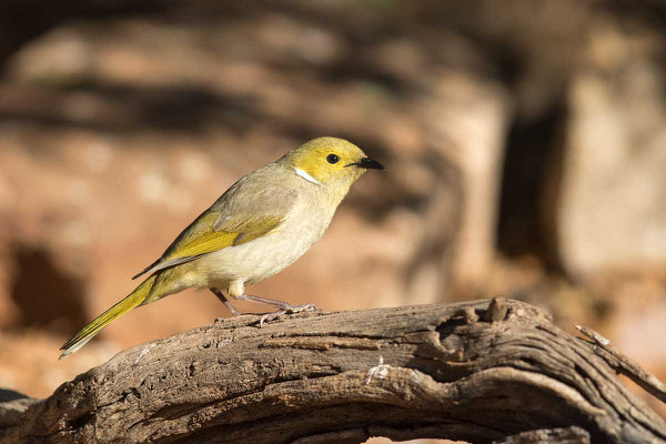 Weißbürzel-Honigfresser, White-plumed Honeyeater, Ptilotula penicillata - 4