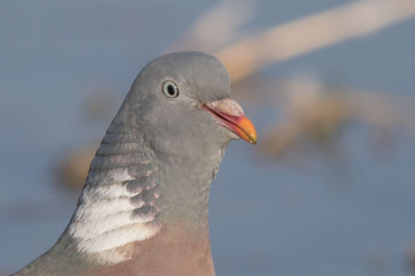 Ringeltaube (Columba palumbus) - 7