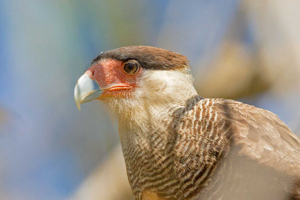 Schopfkarakara (Caracara plancus) - Southern crested caracara - 11