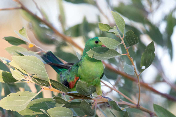 Rotflügelsittich, Red-winged parrot, Aprosmictus erythropterus - 3