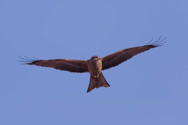 Schwarzmilan,  Black kite, Milvus migrans - 10